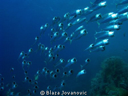 Lunch time! Shaab Abu Dabbab offshore reef, Egypt; Canon ... by Blaza Jovanovic 
